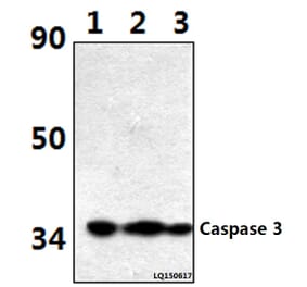 Anti-Caspase 3 (D146) Antibody from Bioworld Technology (BS1518) - Antibodies.com