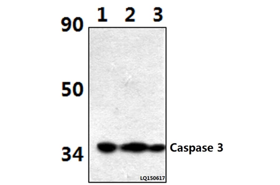 Anti-Caspase 3 (D146) Antibody from Bioworld Technology (BS1518) - Antibodies.com