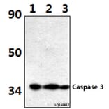 Anti-Caspase 3 (D146) Antibody from Bioworld Technology (BS1518) - Antibodies.com