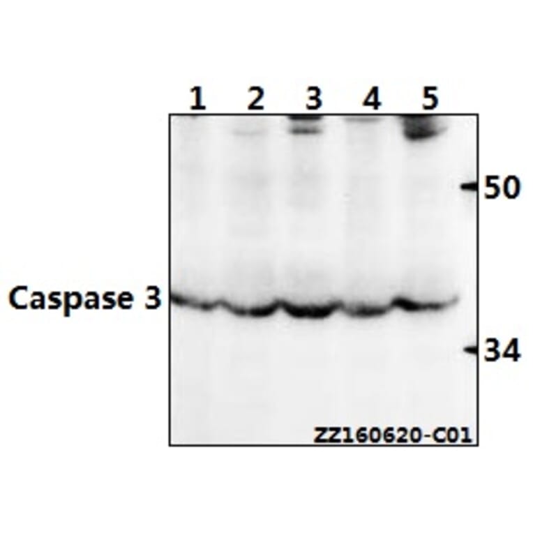 Anti-Caspase 3 (D146) Antibody from Bioworld Technology (BS1518) - Antibodies.com