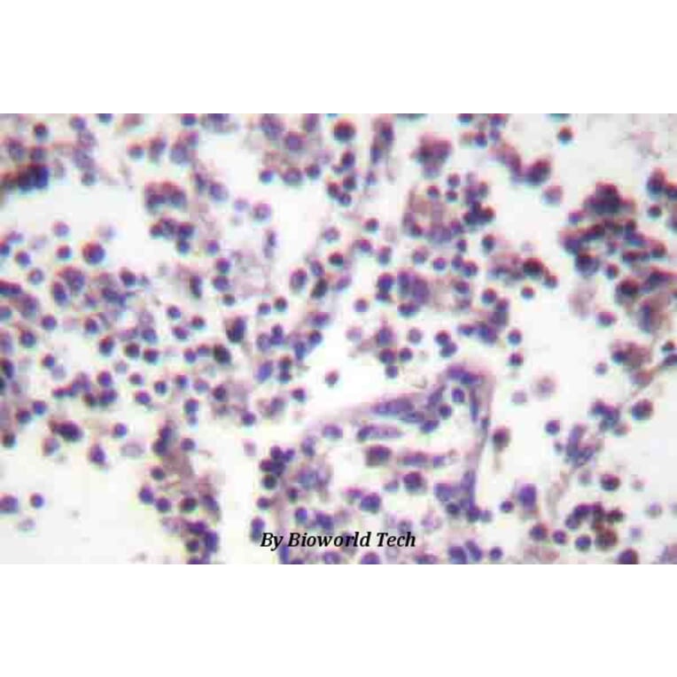 Anti-Caspase 3 (D146) Antibody from Bioworld Technology (BS1518) - Antibodies.com