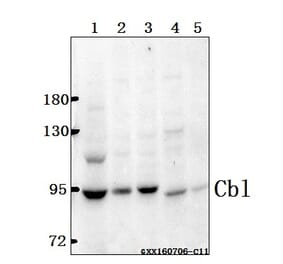 Anti-Cbl (G694) Antibody from Bioworld Technology (BS1519) - Antibodies.com