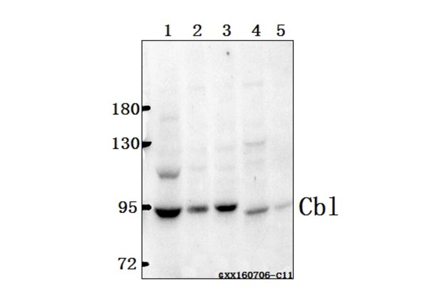 Anti-Cbl (G694) Antibody from Bioworld Technology (BS1519) - Antibodies.com