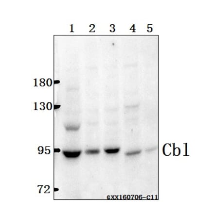 Anti-Cbl (G694) Antibody from Bioworld Technology (BS1519) - Antibodies.com