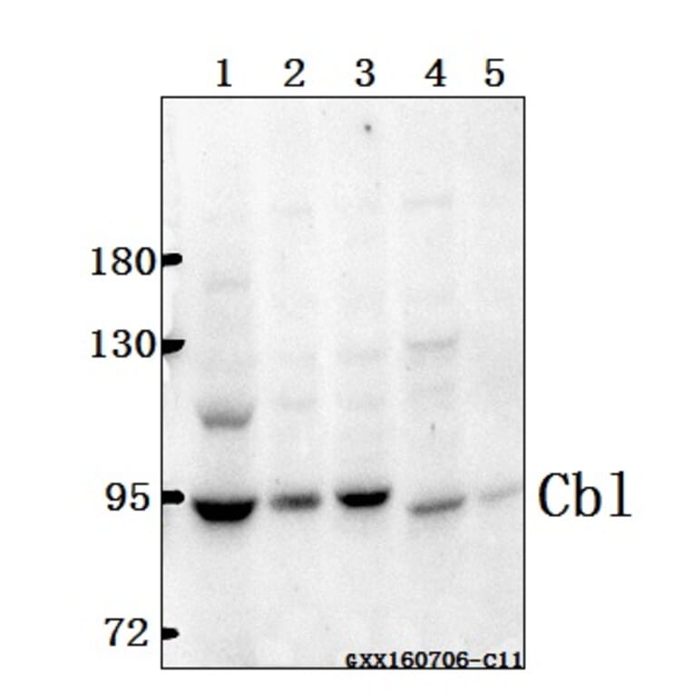 Anti-Cbl (G694) Antibody from Bioworld Technology (BS1519) - Antibodies.com