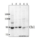 Anti-Cbl (G694) Antibody from Bioworld Technology (BS1519) - Antibodies.com