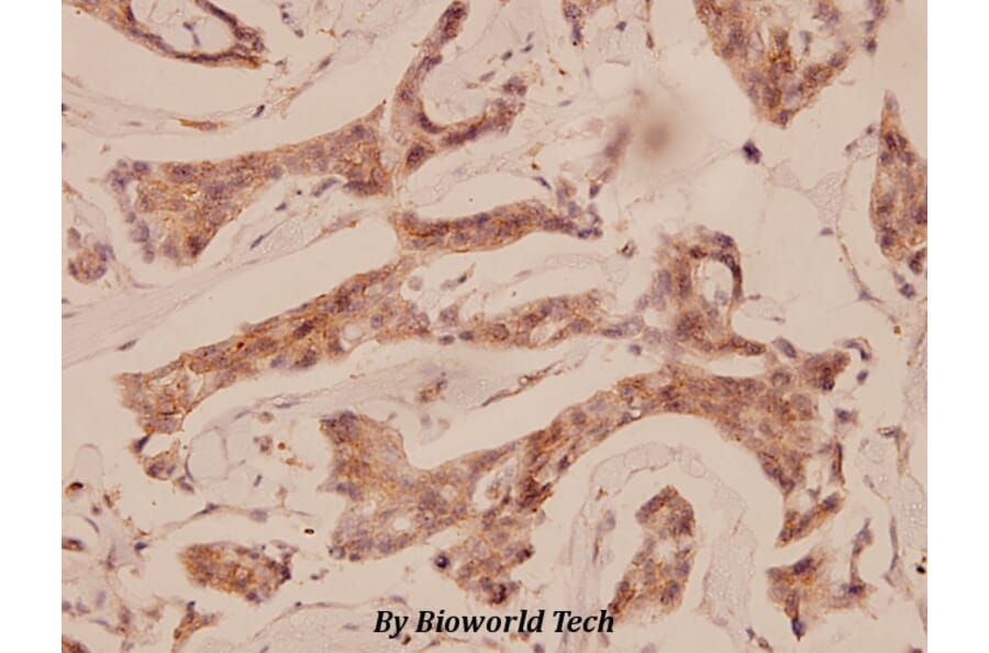 Anti-Cbl (G694) Antibody from Bioworld Technology (BS1519) - Antibodies.com
