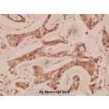 Anti-Cbl (G694) Antibody from Bioworld Technology (BS1519) - Antibodies.com