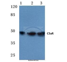 Anti-C5aR (S334) Antibody from Bioworld Technology (BS1522) - Antibodies.com