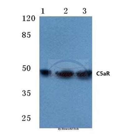 Anti-C5aR (S334) Antibody from Bioworld Technology (BS1522) - Antibodies.com