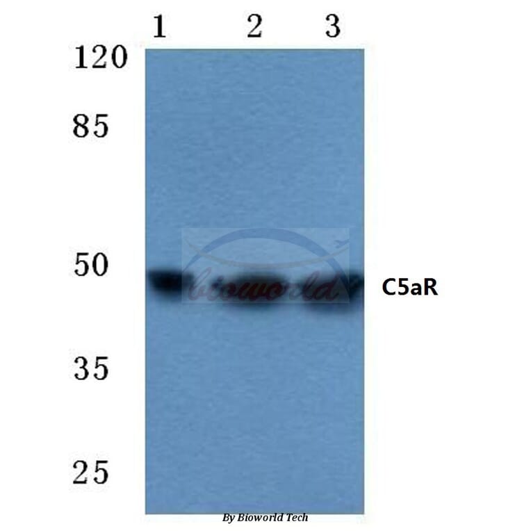 Anti-C5aR (S334) Antibody from Bioworld Technology (BS1522) - Antibodies.com