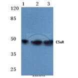 Anti-C5aR (S334) Antibody from Bioworld Technology (BS1522) - Antibodies.com