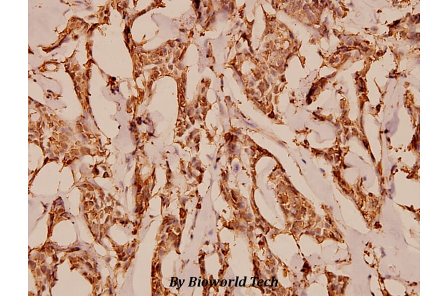 Anti-C5aR (S334) Antibody from Bioworld Technology (BS1522) - Antibodies.com