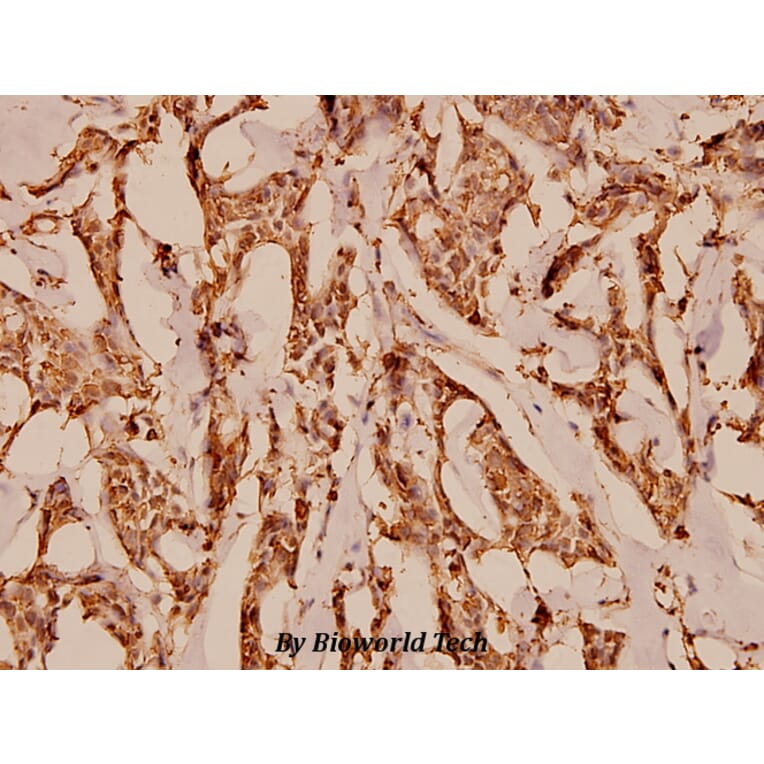 Anti-C5aR (S334) Antibody from Bioworld Technology (BS1522) - Antibodies.com