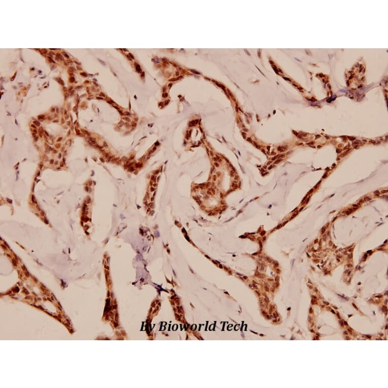 Anti-Cdc25B (K349) Antibody from Bioworld Technology (BS1523) - Antibodies.com