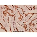 Anti-Cdc25B (K349) Antibody from Bioworld Technology (BS1523) - Antibodies.com
