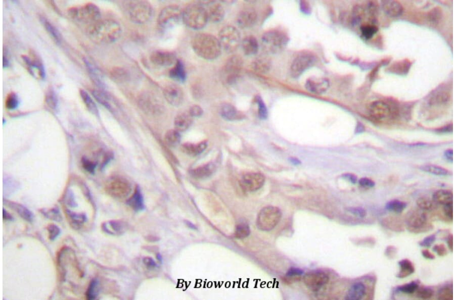 Anti-CDK7 (N166) Antibody from Bioworld Technology (BS1524) - Antibodies.com