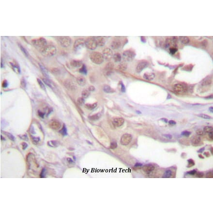 Anti-CDK7 (N166) Antibody from Bioworld Technology (BS1524) - Antibodies.com