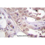 Anti-CDK7 (N166) Antibody from Bioworld Technology (BS1524) - Antibodies.com