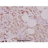 Anti-CFTR (E733) Antibody from Bioworld Technology (BS1525) - Antibodies.com