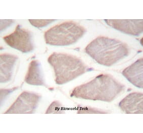 Anti-CHOP (Q26) Antibody from Bioworld Technology (BS1527) - Antibodies.com