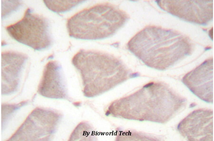Anti-CHOP (Q26) Antibody from Bioworld Technology (BS1527) - Antibodies.com