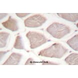 Anti-CHOP (Q26) Antibody from Bioworld Technology (BS1527) - Antibodies.com