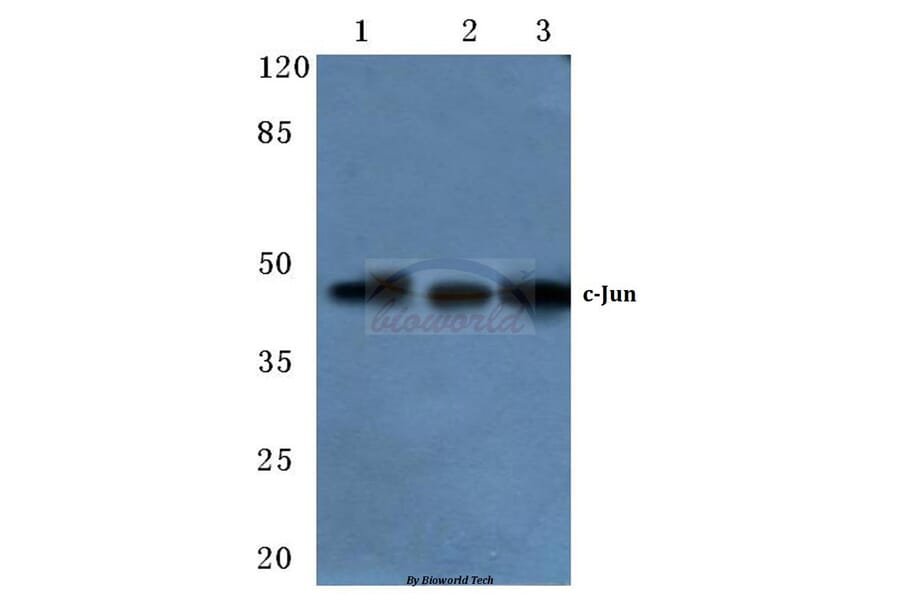 Anti-c-Jun (I245) Antibody from Bioworld Technology (BS1528) - Antibodies.com