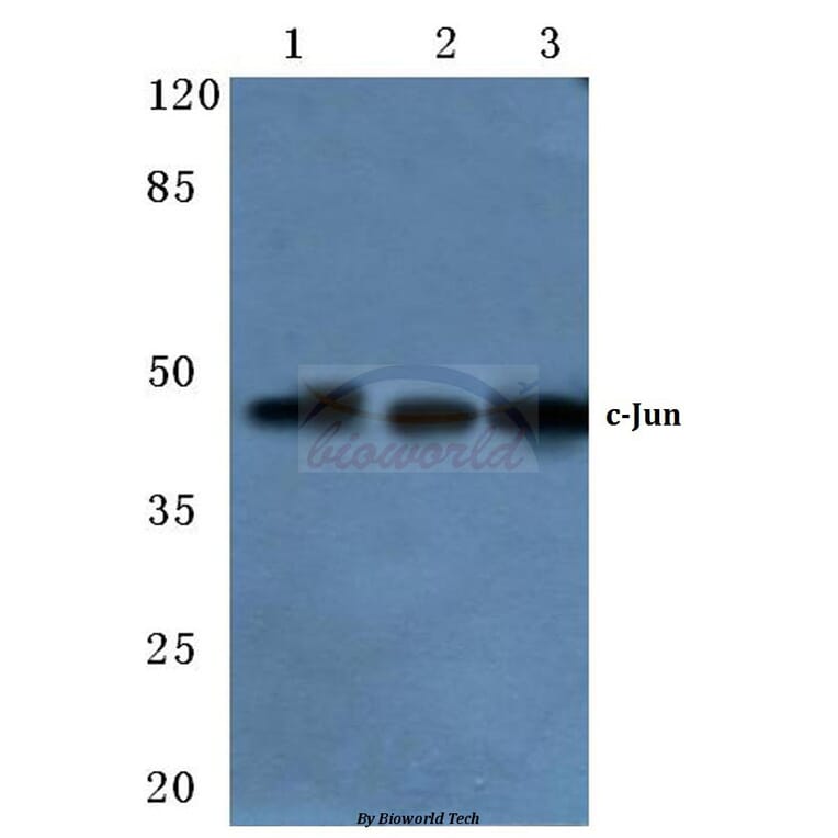 Anti-c-Jun (I245) Antibody from Bioworld Technology (BS1528) - Antibodies.com