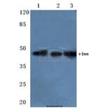 Anti-c-Jun (I245) Antibody from Bioworld Technology (BS1528) - Antibodies.com