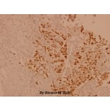Anti-Casein Kinase IIβ (S205) Antibody from Bioworld Technology (BS1529) - Antibodies.com
