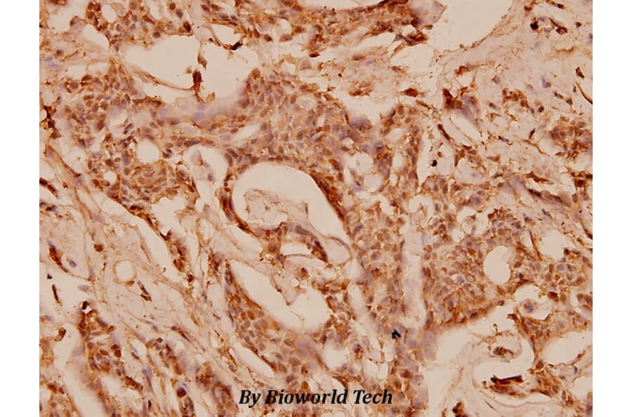 Anti-COL1A2 (S3) Antibody from Bioworld Technology (BS1530) - Antibodies.com