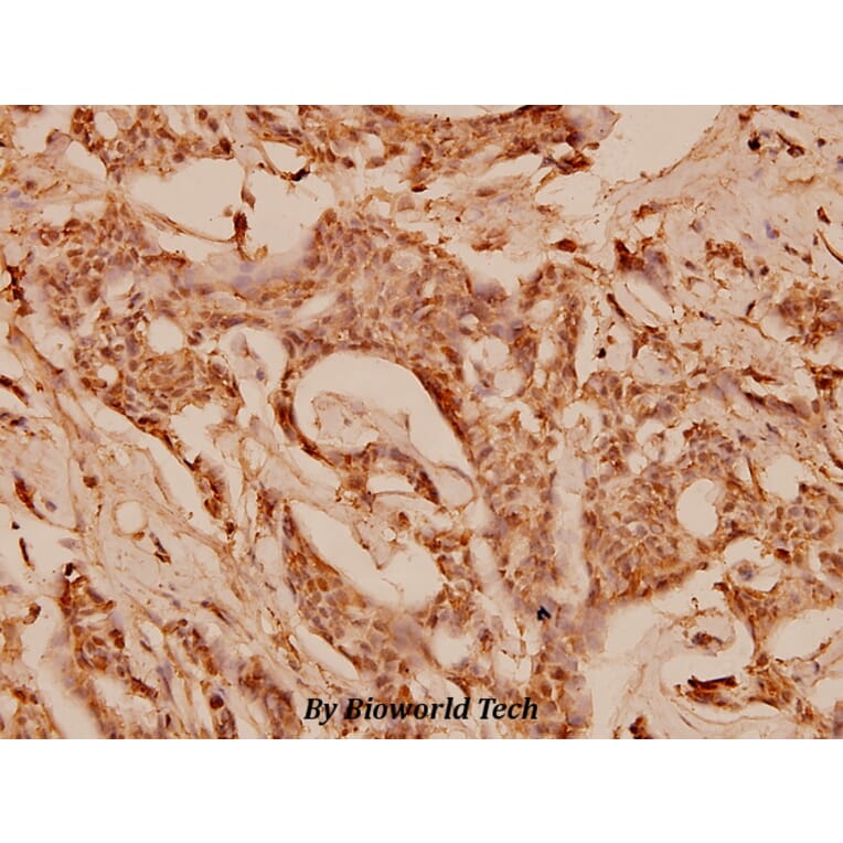 Anti-COL1A2 (S3) Antibody from Bioworld Technology (BS1530) - Antibodies.com