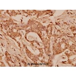 Anti-COL1A2 (S3) Antibody from Bioworld Technology (BS1530) - Antibodies.com