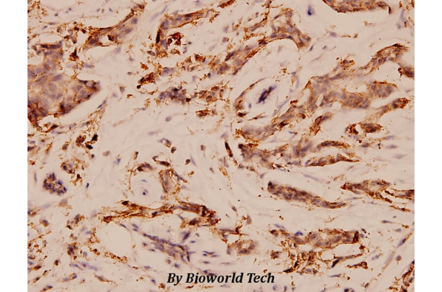 Anti-EGFR (V1010) Antibody from Bioworld Technology (BS1533) - Antibodies.com