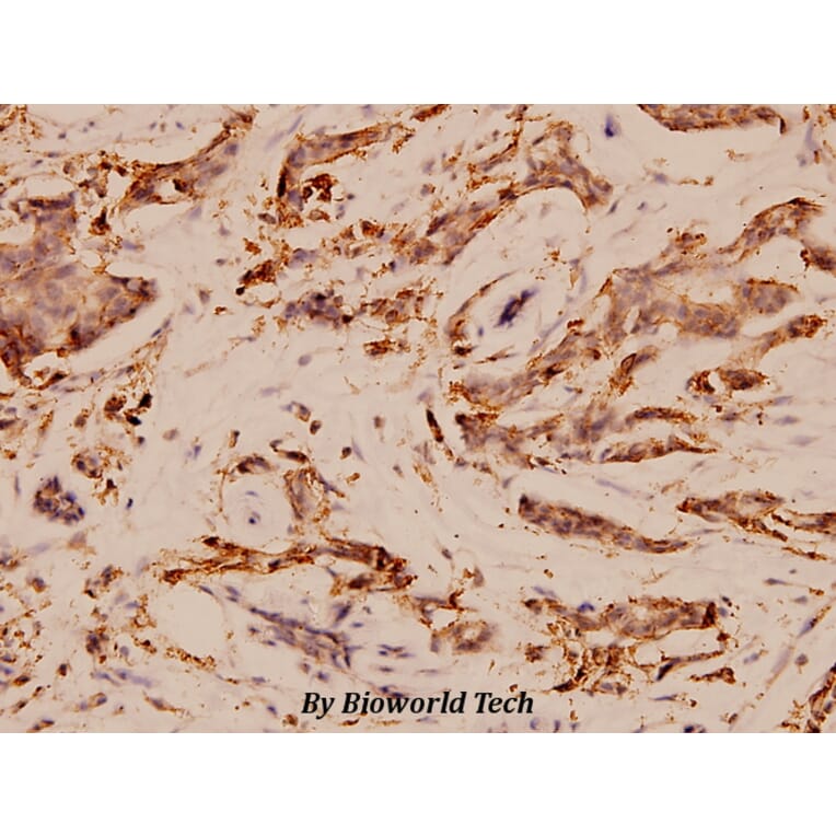 Anti-EGFR (V1010) Antibody from Bioworld Technology (BS1533) - Antibodies.com
