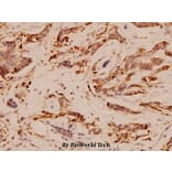 Anti-EGFR (V1010) Antibody from Bioworld Technology (BS1533) - Antibodies.com