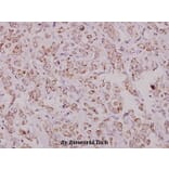 Anti-eIF4G (Q1103) Antibody from Bioworld Technology (BS1534) - Antibodies.com