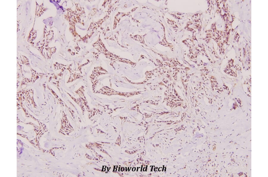 Anti-ERα (K531) Antibody from Bioworld Technology (BS1535) - Antibodies.com