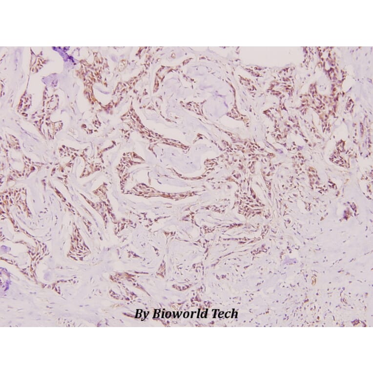 Anti-ERα (K531) Antibody from Bioworld Technology (BS1535) - Antibodies.com