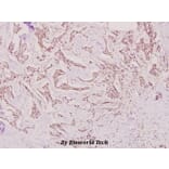 Anti-ERα (K531) Antibody from Bioworld Technology (BS1535) - Antibodies.com