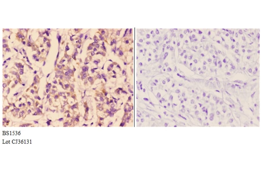 Anti-ETK (K35) Antibody from Bioworld Technology (BS1536) - Antibodies.com