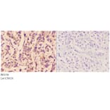 Anti-ETK (K35) Antibody from Bioworld Technology (BS1536) - Antibodies.com