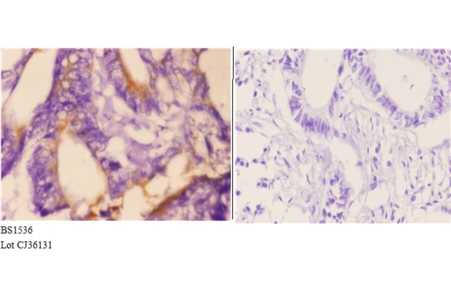 Anti-ETK (K35) Antibody from Bioworld Technology (BS1536) - Antibodies.com