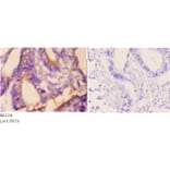 Anti-ETK (K35) Antibody from Bioworld Technology (BS1536) - Antibodies.com