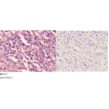 Anti-ETK (L562) Antibody from Bioworld Technology (BS1537) - Antibodies.com