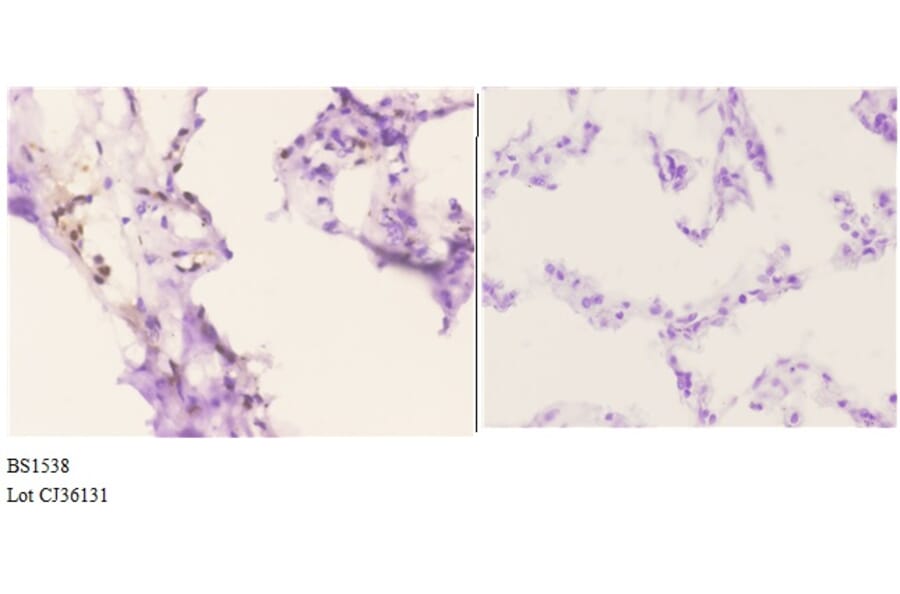Anti-ETS1 (A32) Antibody from Bioworld Technology (BS1538) - Antibodies.com