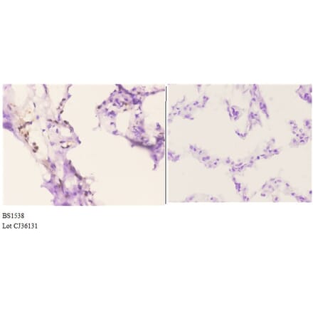Anti-ETS1 (A32) Antibody from Bioworld Technology (BS1538) - Antibodies.com