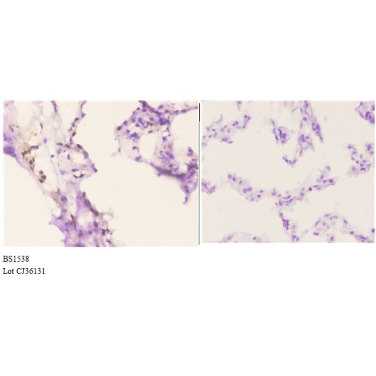 Anti-ETS1 (A32) Antibody from Bioworld Technology (BS1538) - Antibodies.com