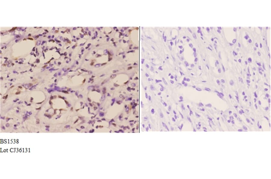 Anti-ETS1 (A32) Antibody from Bioworld Technology (BS1538) - Antibodies.com